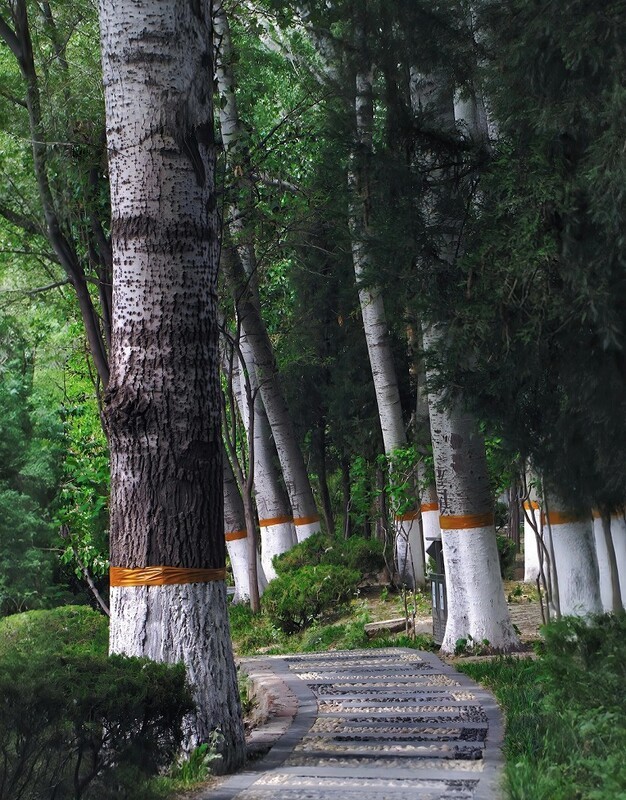 周日上一贴扫街抓拍和花草风景片