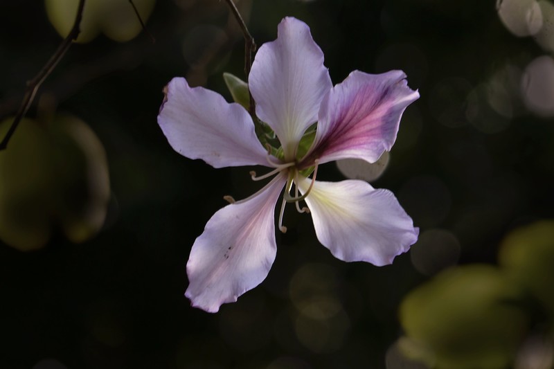 初春随拍（二）