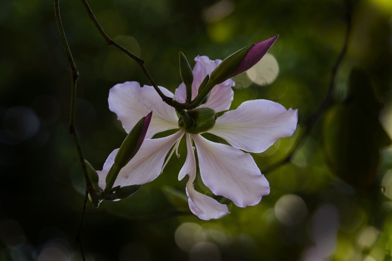初春随拍（二）