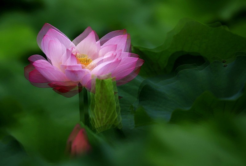 荷花 (46)