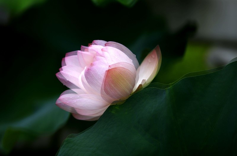 荷花 (46)