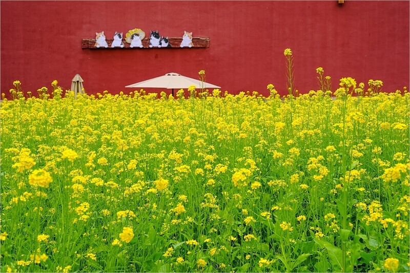 2026年第0321贴 - 北海万佛楼油菜花（0510）