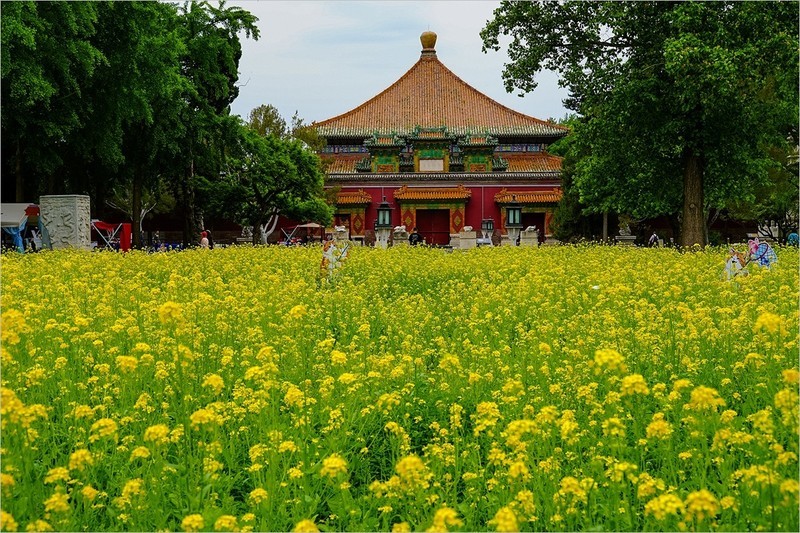 2026年第0321贴 - 北海万佛楼油菜花（0510）