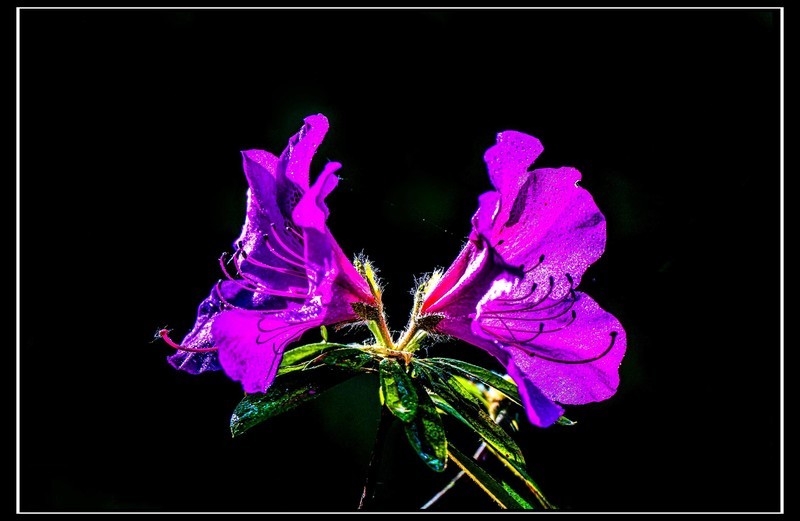 杜鹃花开