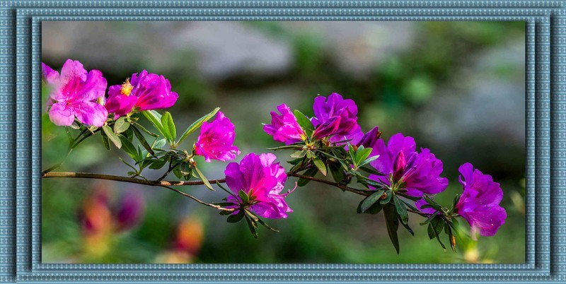 杜鹃花开