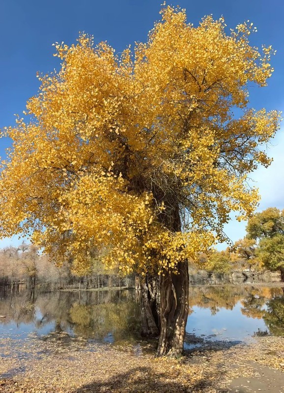 轮台胡扬【南疆】--50