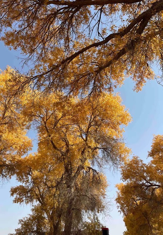 轮台胡扬【南疆】--50