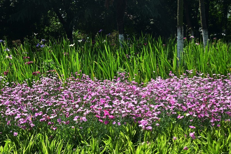 凤鸣湖畔（续）