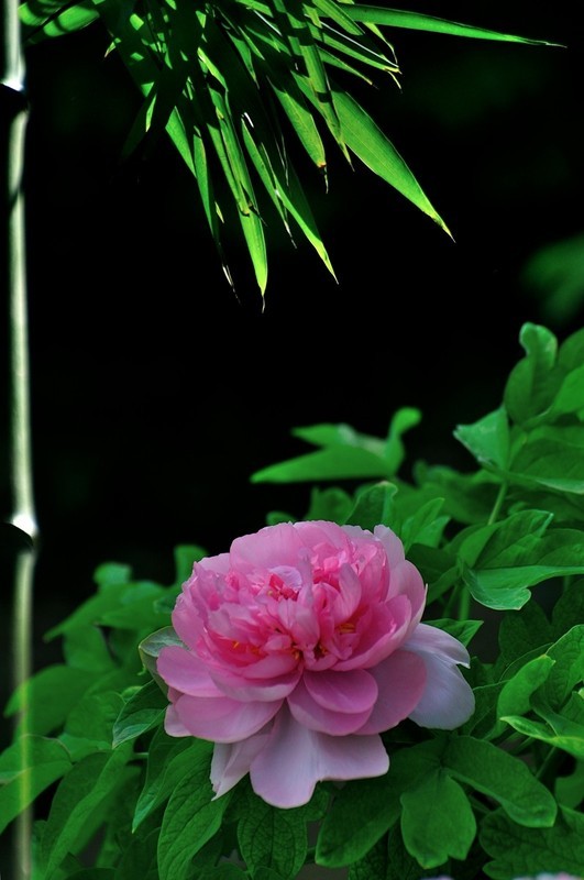 【视觉光影】国 色 天 香（22）