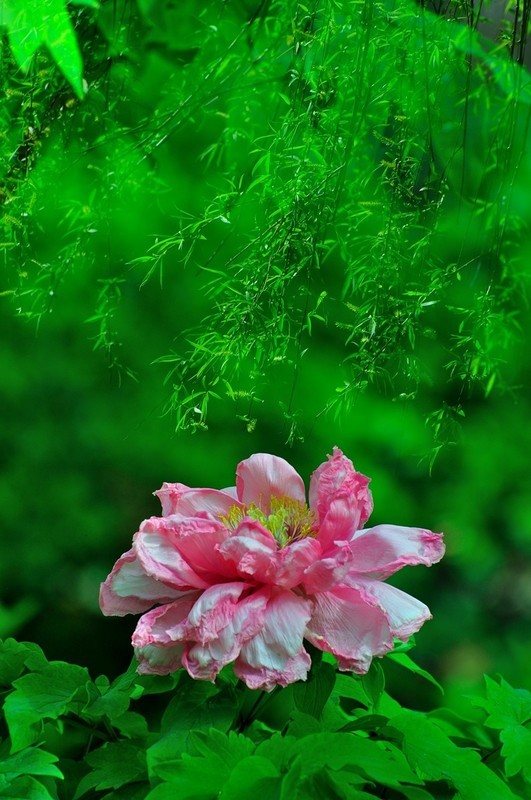 【视觉光影】国 色 天 香（22）