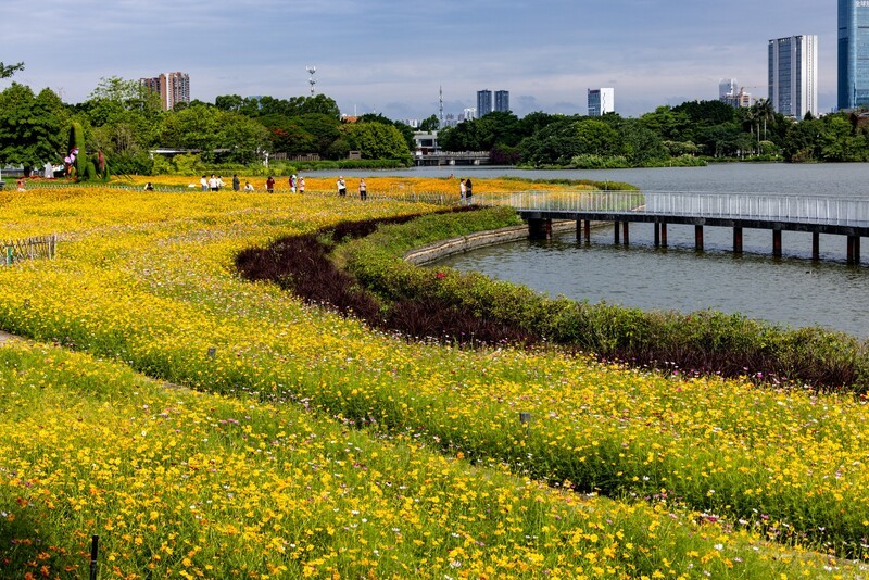 海珠湖随拍-3