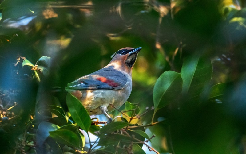太平鸟（二十五）