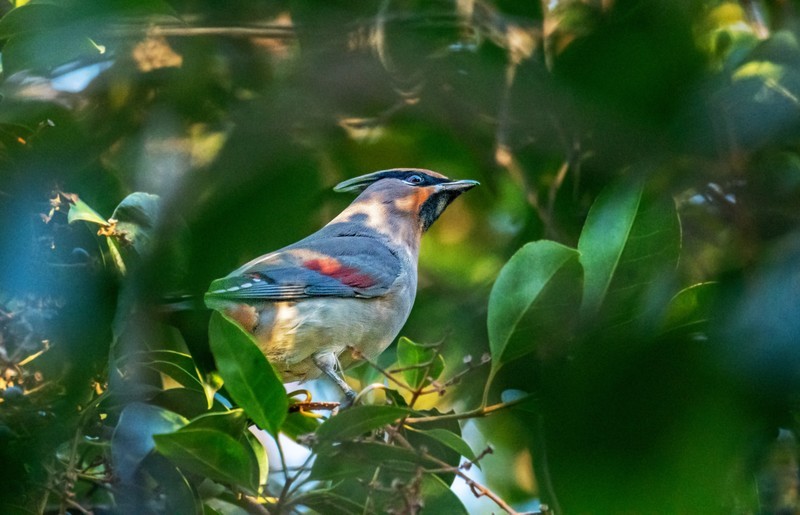 太平鸟（二十五）