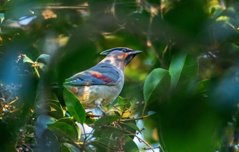 太平鸟（二十五）