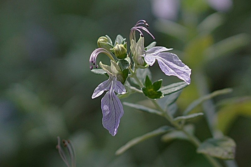 水果蓝（四~完）