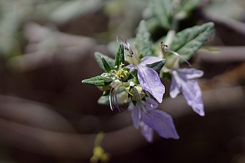 水果蓝（四~完）
