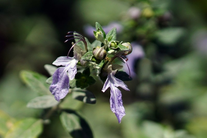 水果蓝（四~完）