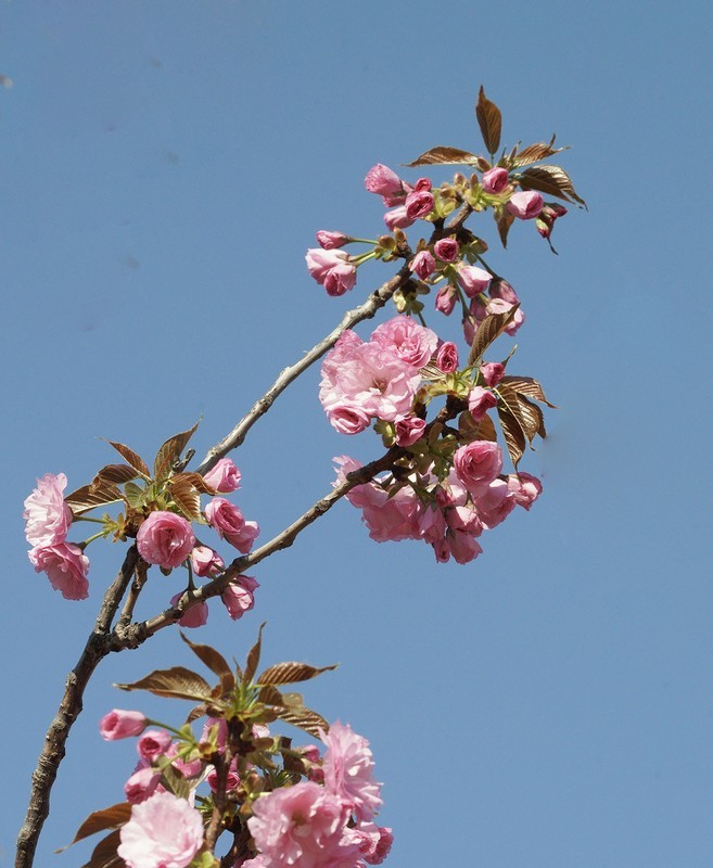 春花灿烂（15）
