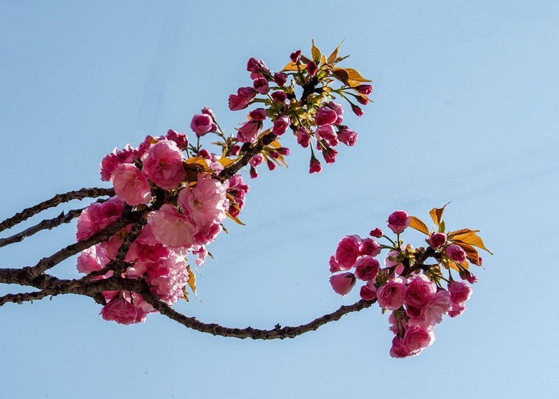 春花灿烂（15）