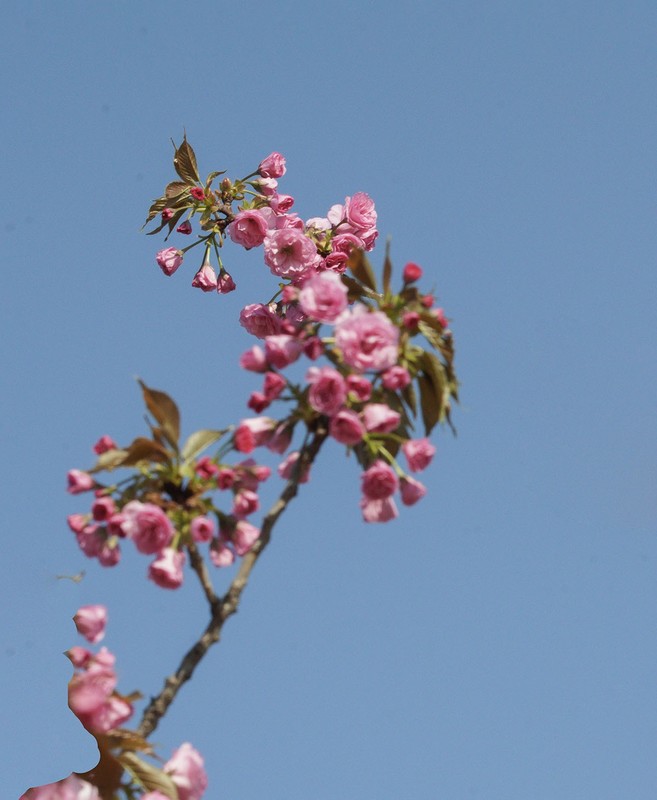春花灿烂（15）