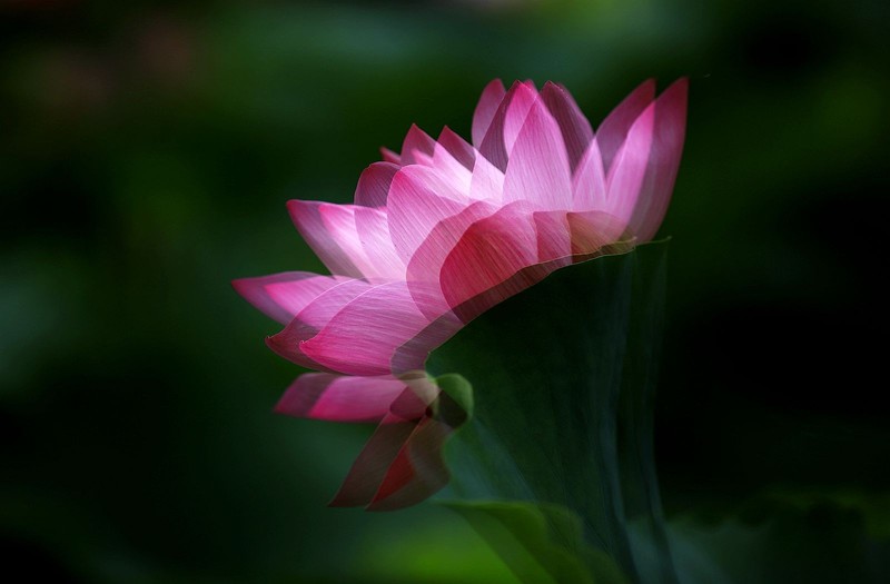 荷花 (47)