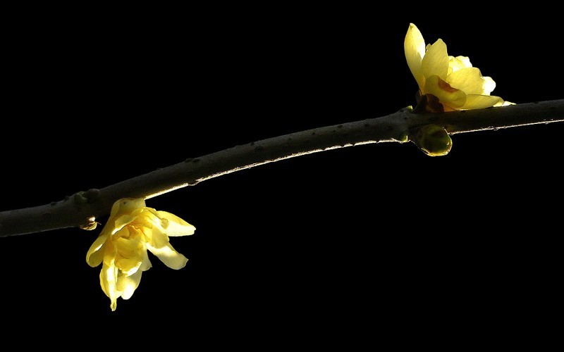 [26044] 十香园的腊梅