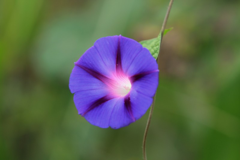 拍摄花卉一（880）