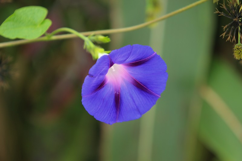 拍摄花卉一（880）