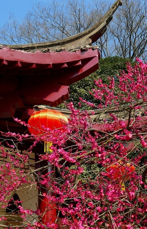 武汉梅花园（十九）