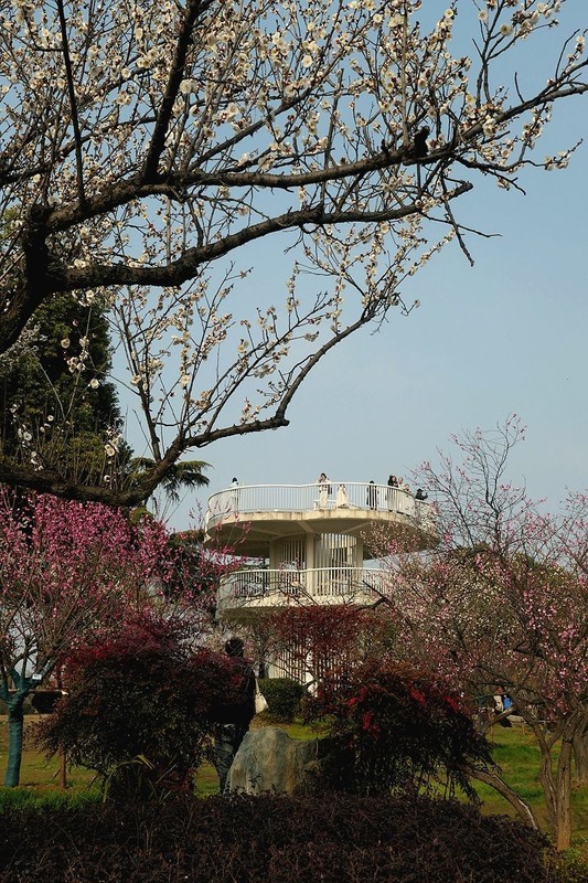 武汉梅花园（十九）