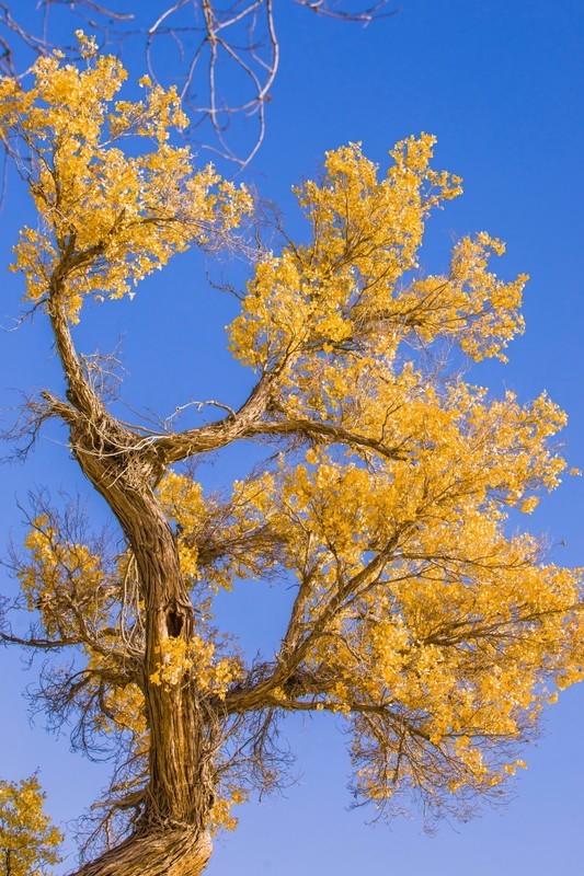 外出随拍（654）.