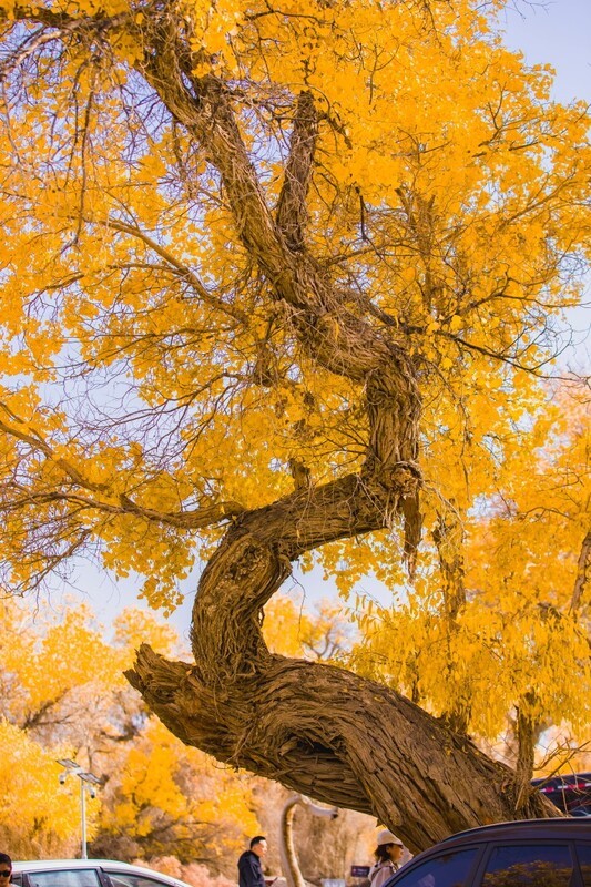 外出随拍（654）.