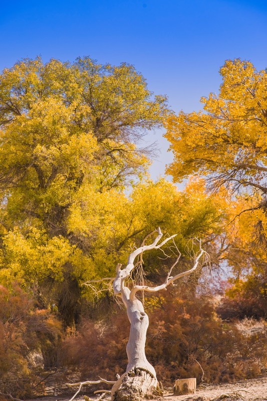 外出随拍（654）.