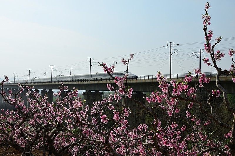 2026桃花（11）