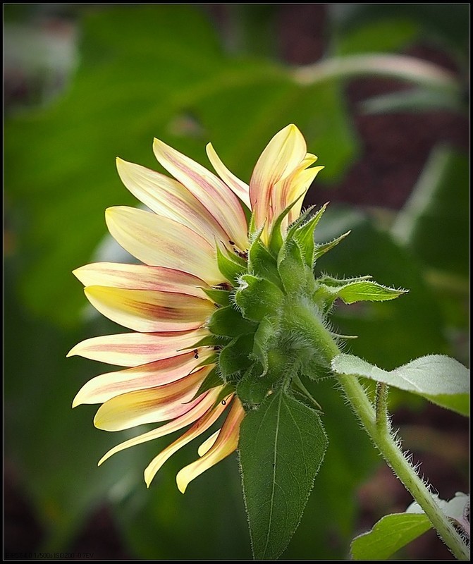 尘世阳光永绽放，只愿一搏葵花媚----向日葵
