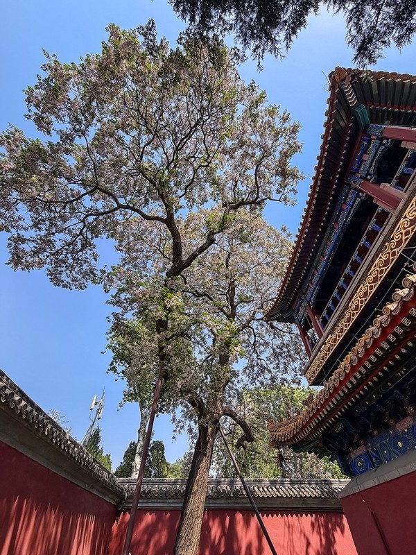 2026年- 北海公园风光纪实拍-0341