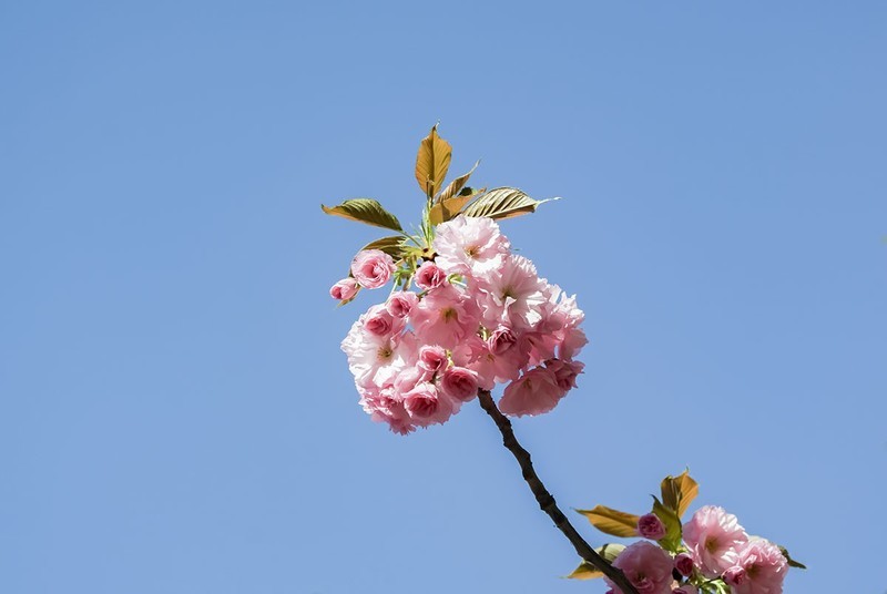 春花灿烂（17）