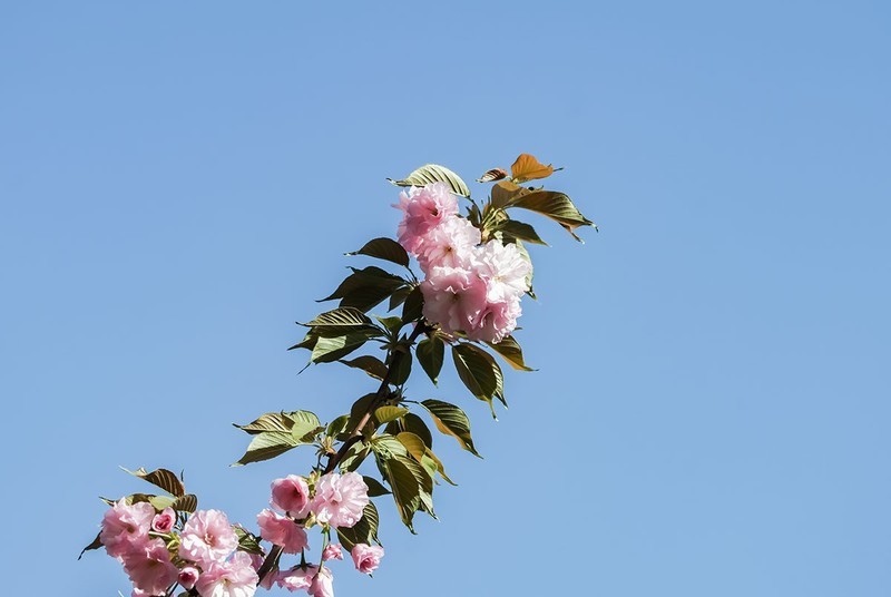 春花灿烂（17）