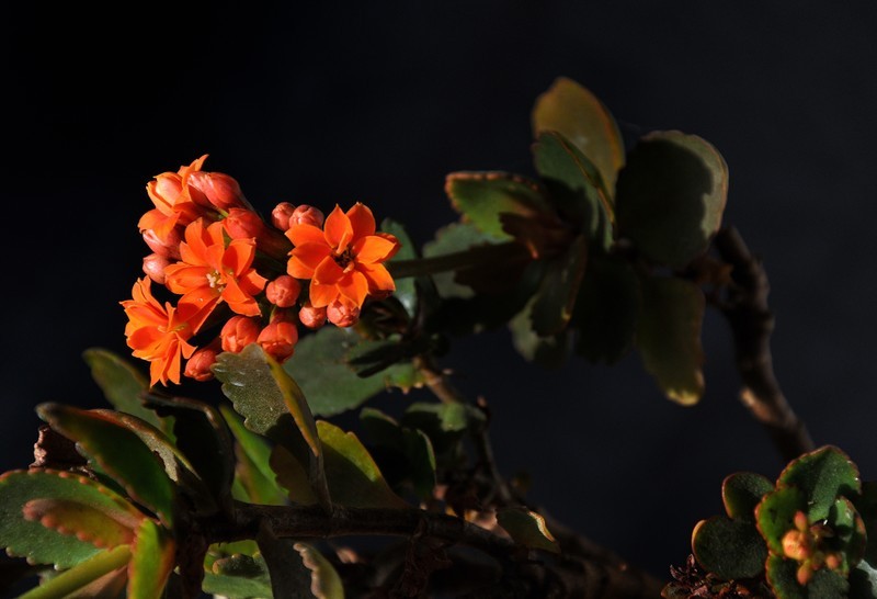 2026花卉植物赏析———长寿花【3】