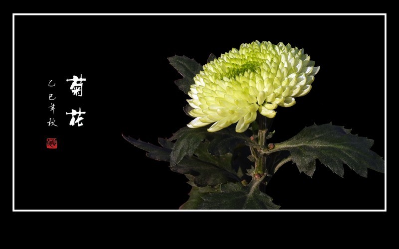 笑傲寒霜的秋菊花