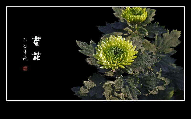 笑傲寒霜的秋菊花