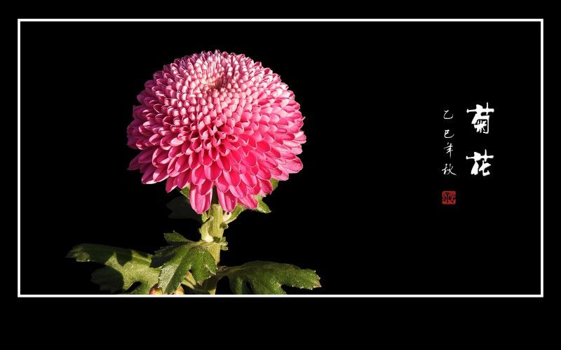 笑傲寒霜的秋菊花