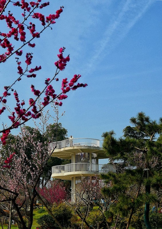 武汉梅花园（二十）