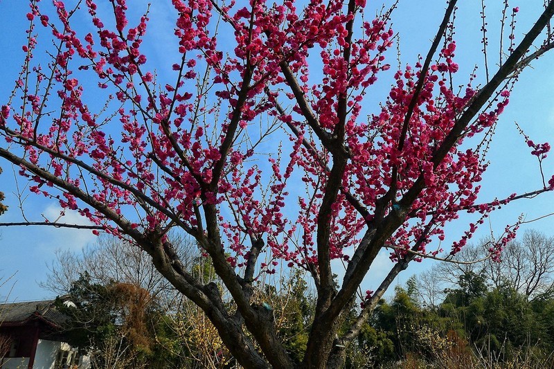 武汉梅花园（二十）