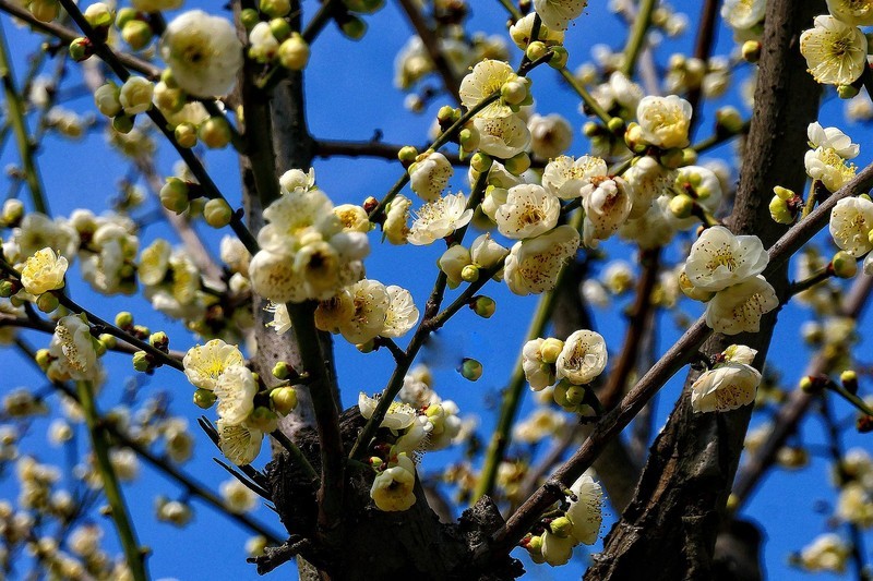 武汉梅花园（二十）