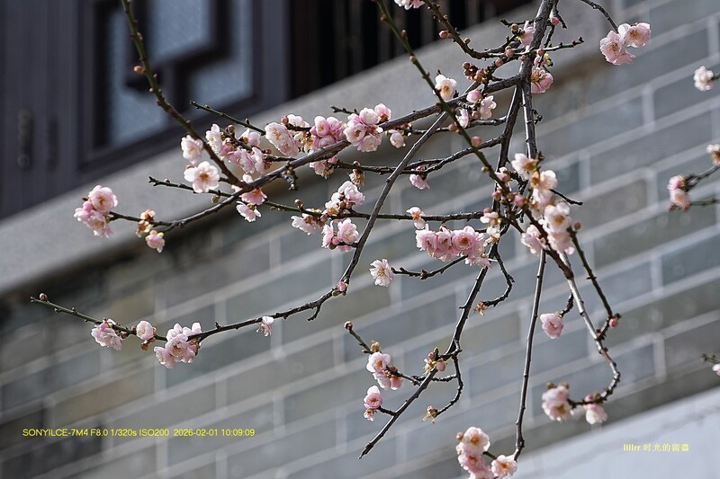 梅花 ~（广州，纯 阳观）