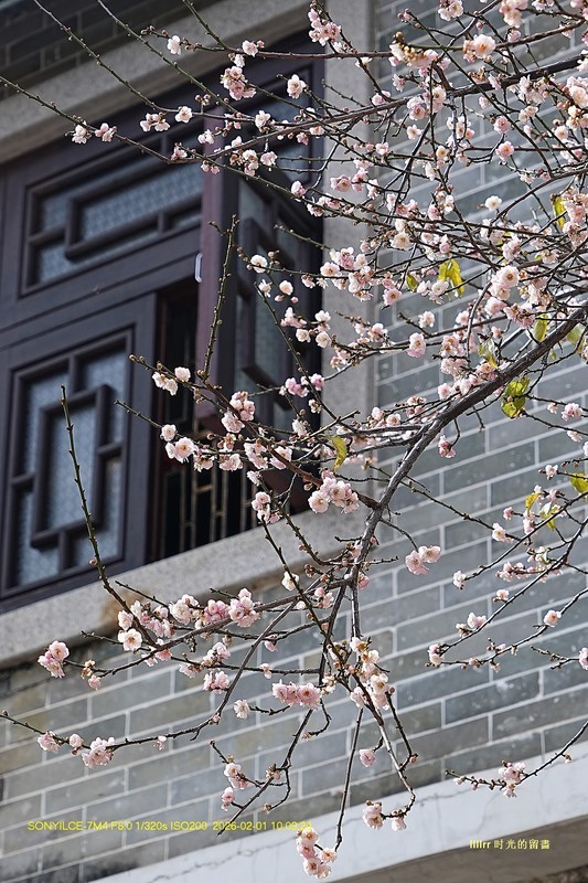 梅花 ~（广州，纯 阳观）