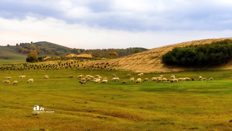 金秋乌兰布统——杨树背（8）