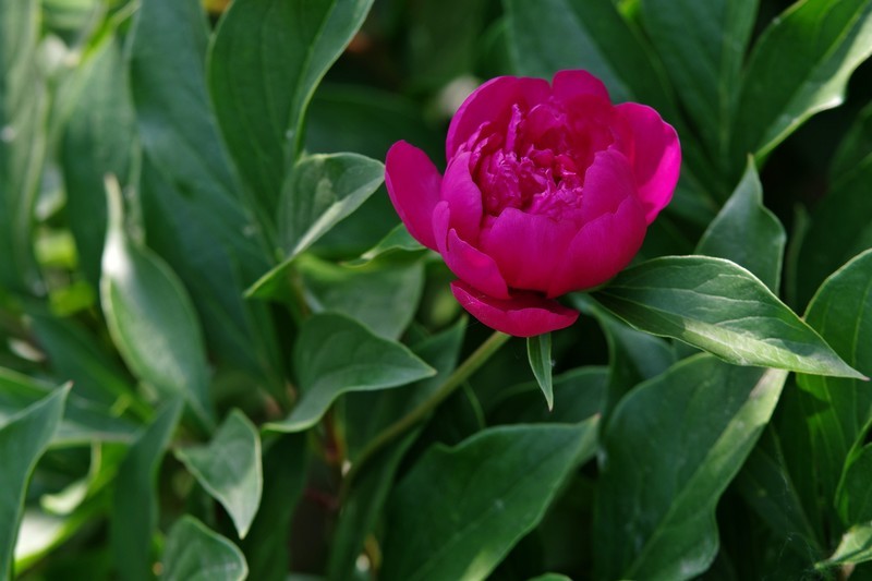 芍药花