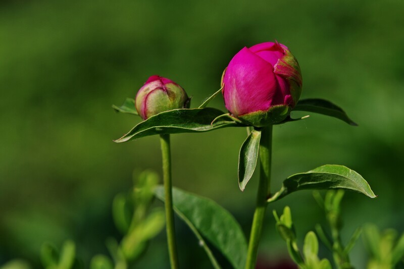 芍药花